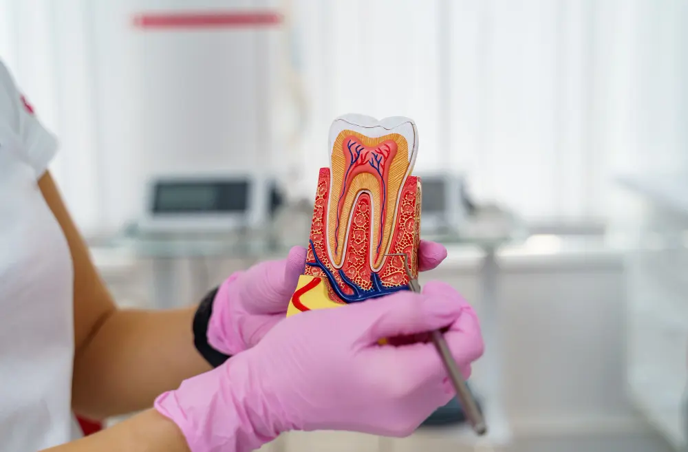 Endodoncia en Tenerife Sur para eliminar infecciones dentales y conservar la pieza natural en Clínica Bajo, Los Cristianos